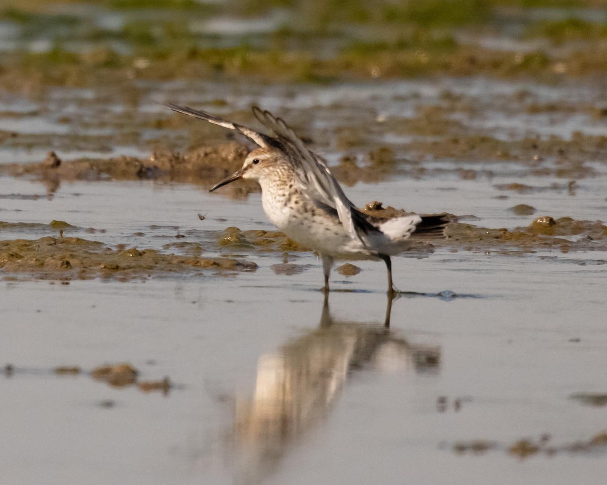 Weißbürzel-Strandläufer - ML620449043