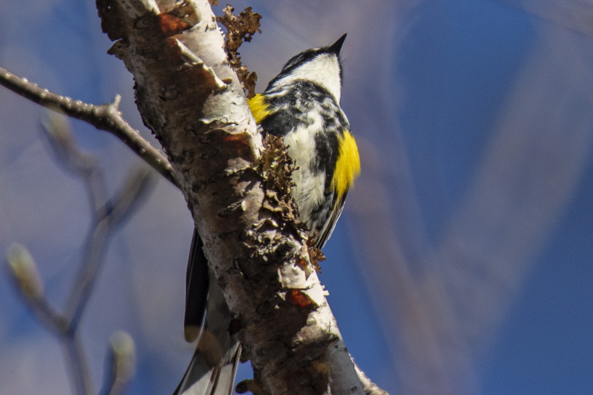 lesňáček žlutoskvrnný (ssp. coronata) - ML620449044