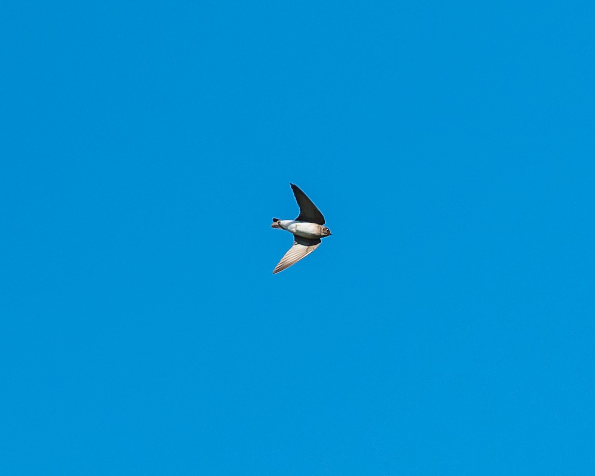 Northern Rough-winged Swallow - ML620449045