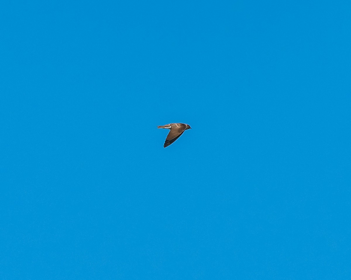 Northern Rough-winged Swallow - ML620449046