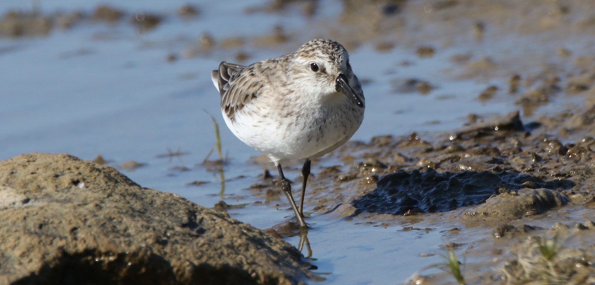 Semipalmated Sandpiper - ML620449049