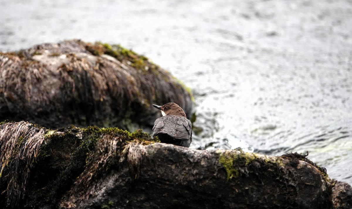 White-throated Dipper - ML620449053