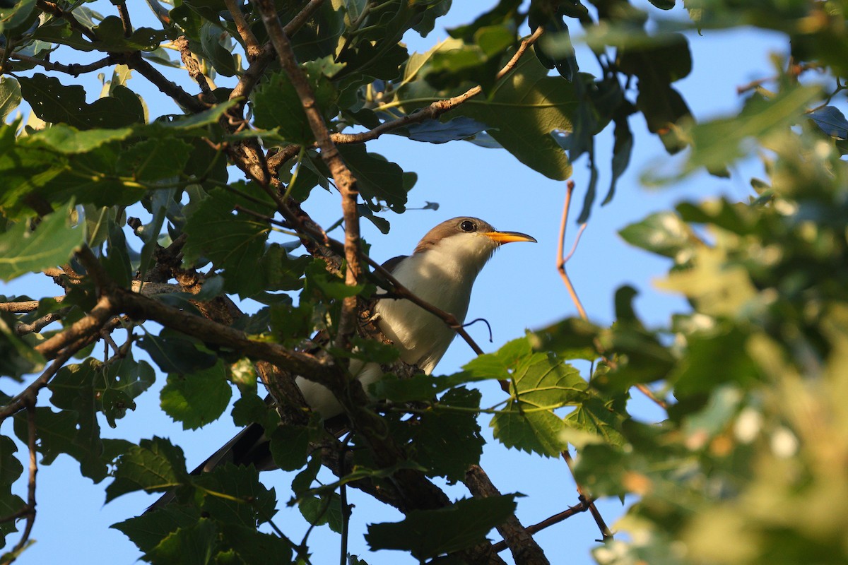 Yellow-billed Cuckoo - ML620449059