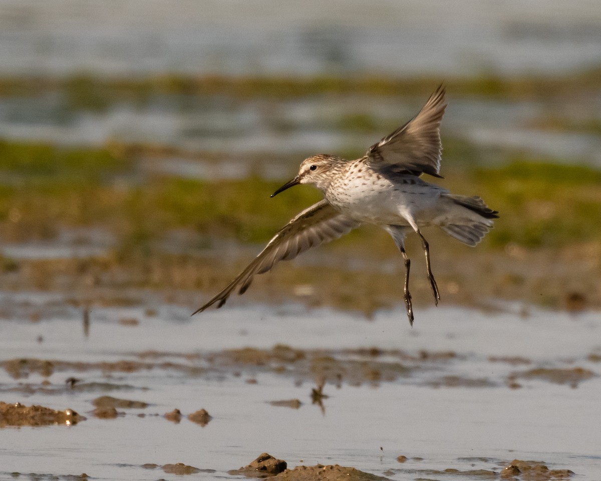 White-rumped Sandpiper - ML620449061