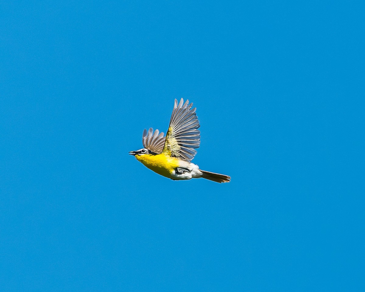Yellow-breasted Chat - ML620449064