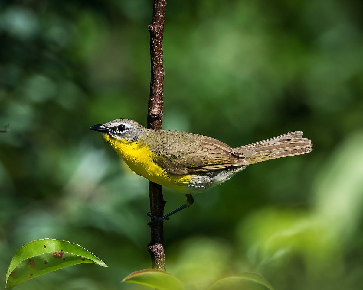 Yellow-breasted Chat - ML620449065