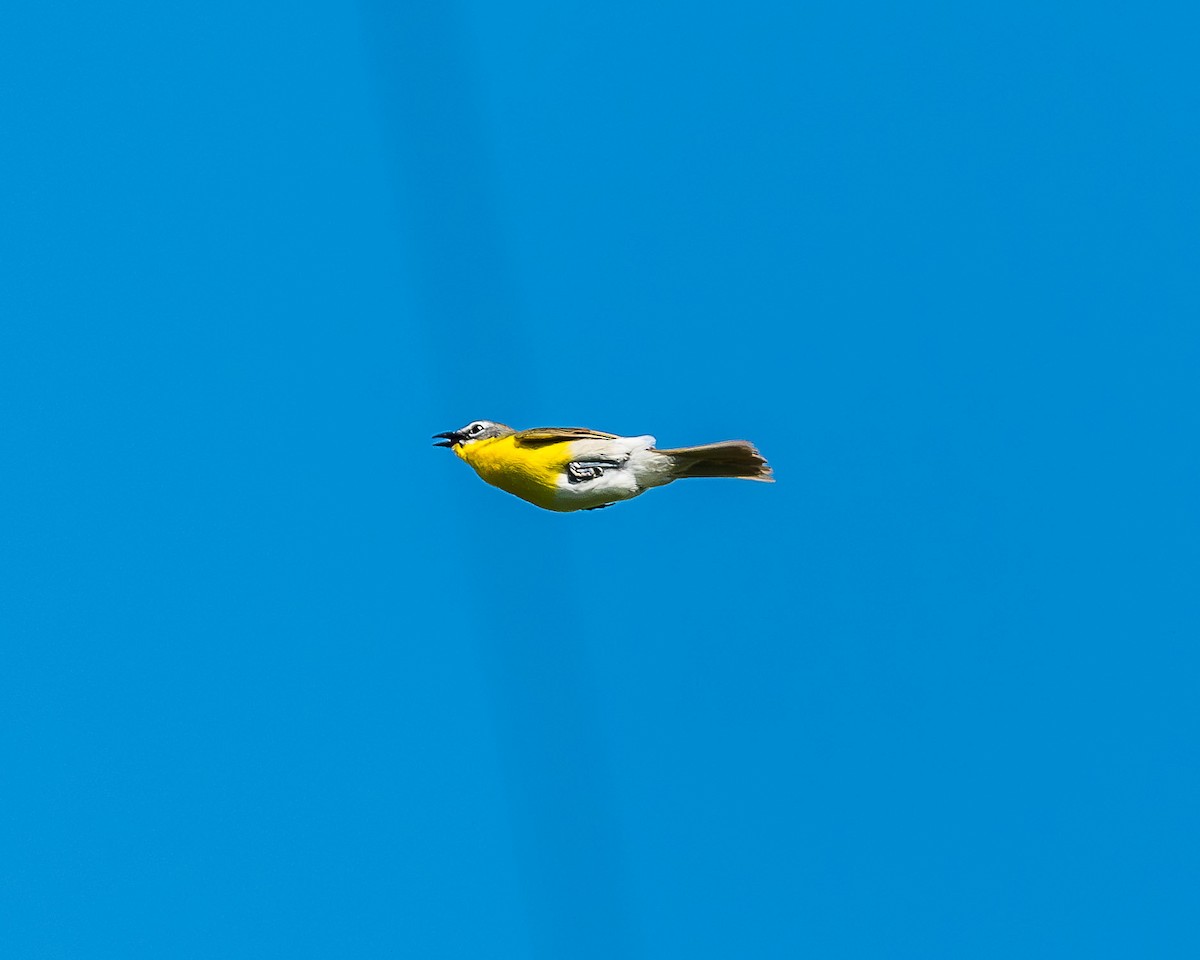 Yellow-breasted Chat - ML620449066