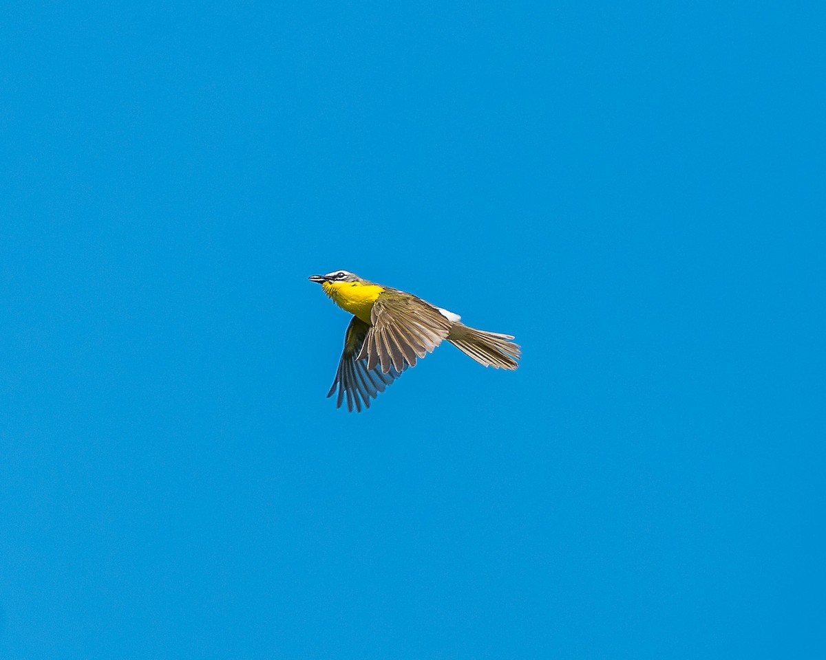 Yellow-breasted Chat - ML620449067