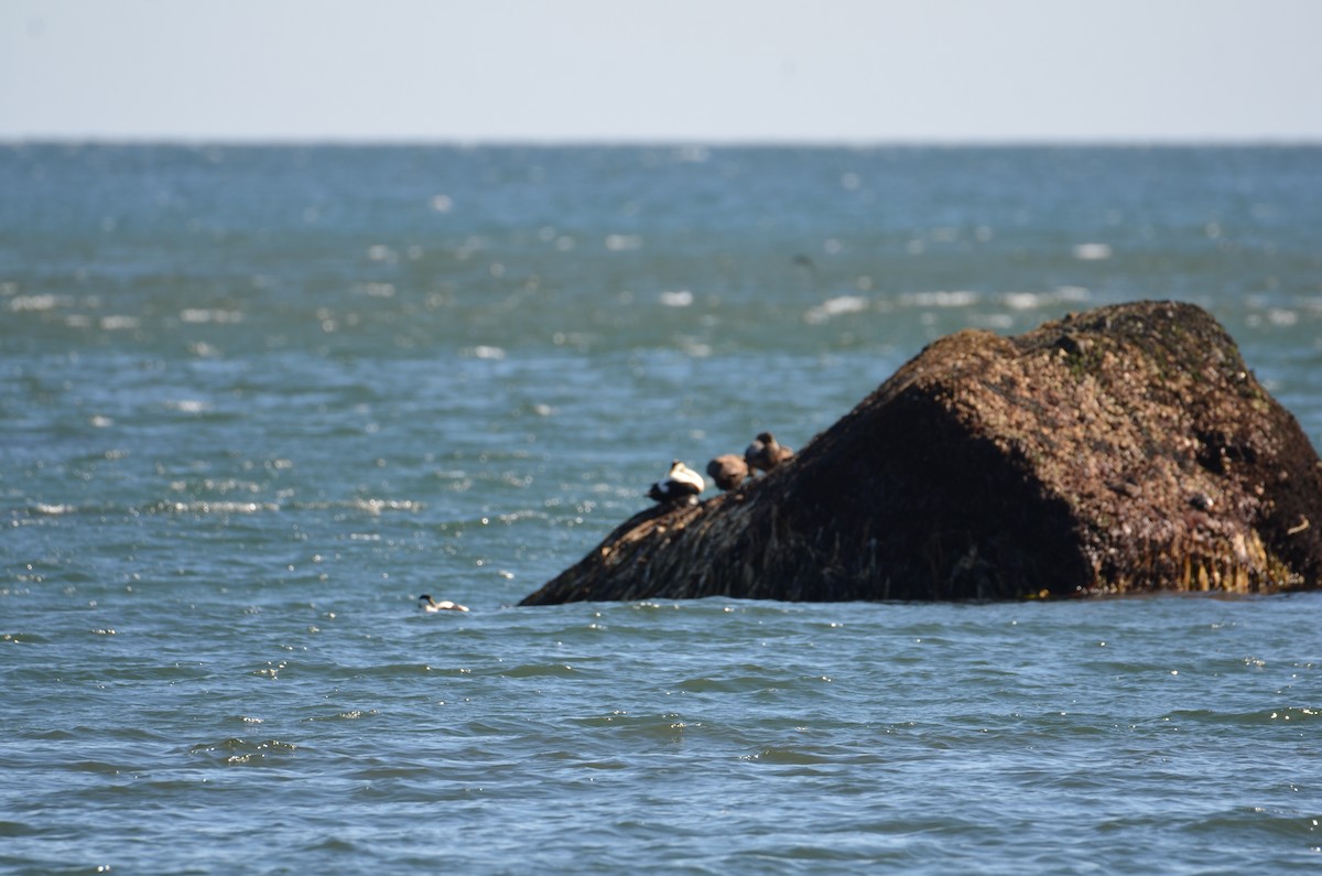 Common Eider - Kerry Beaghan