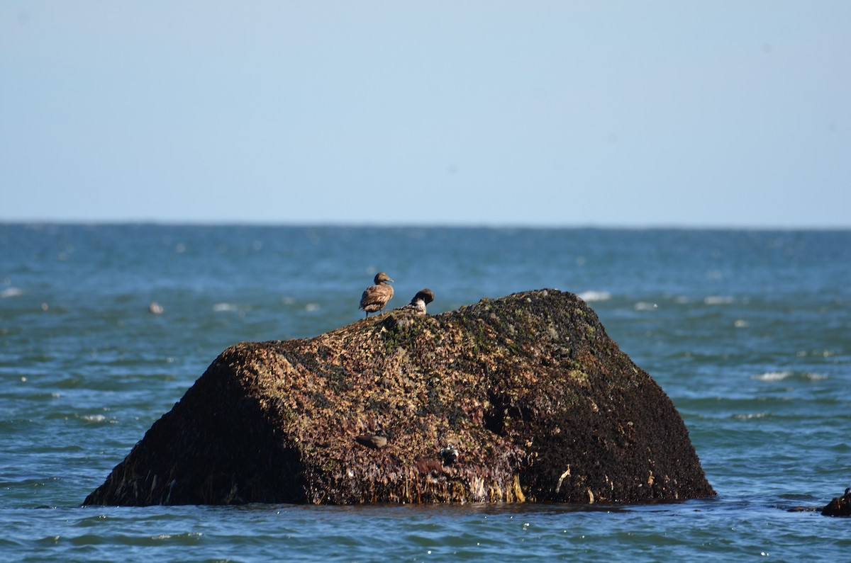 Common Eider - ML620449070