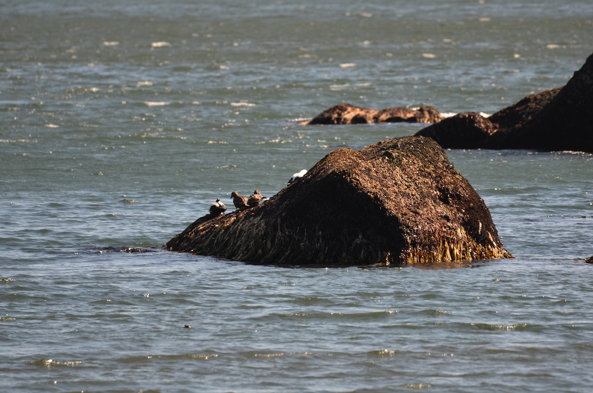 Common Eider - ML620449074