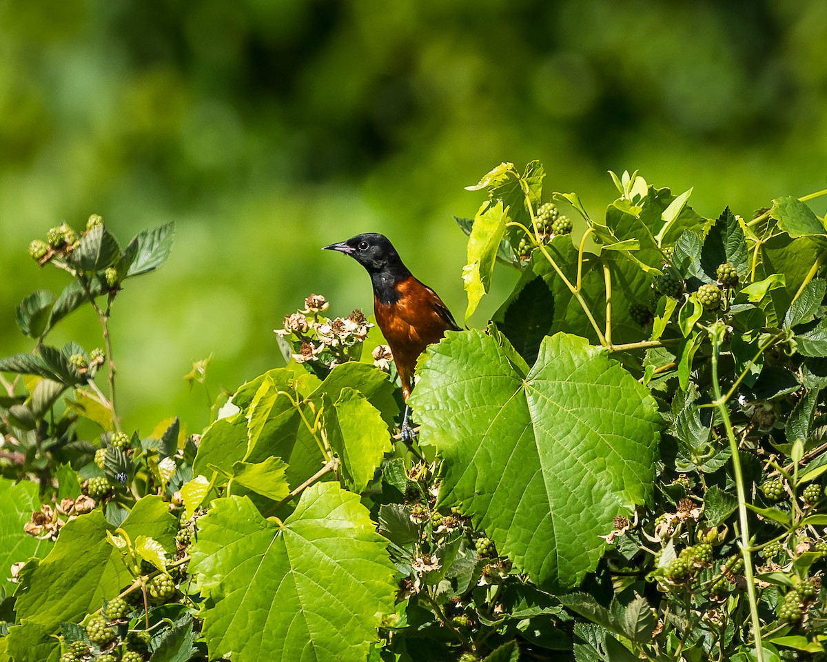 Orchard Oriole - ML620449079