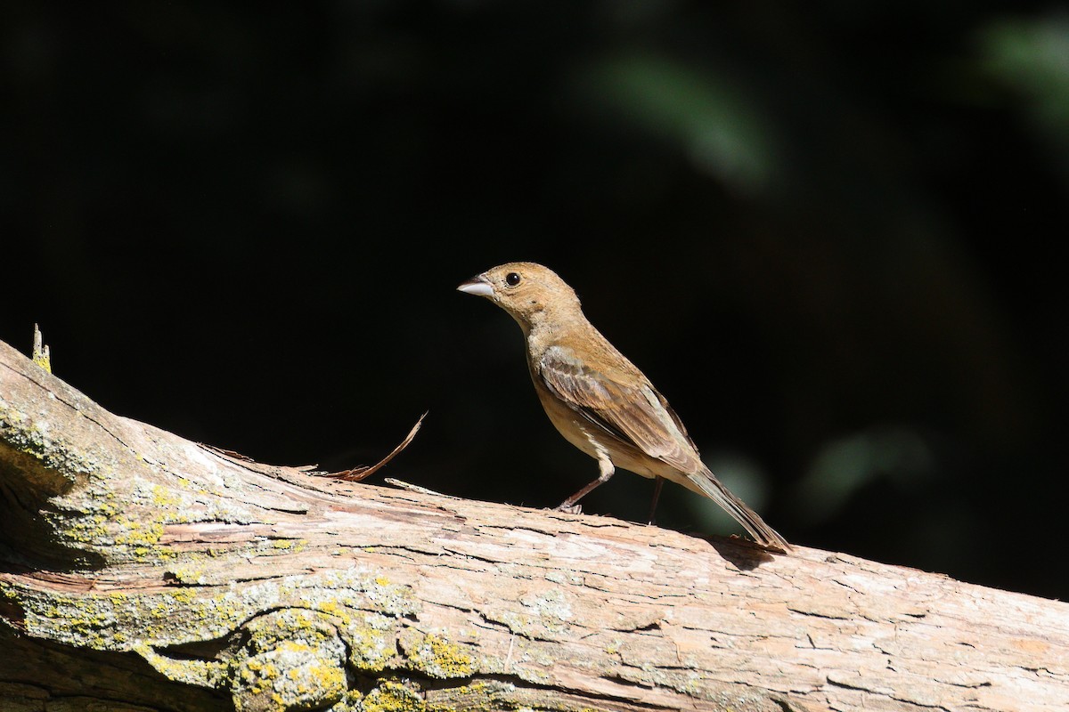 Indigo Bunting - ML620449091