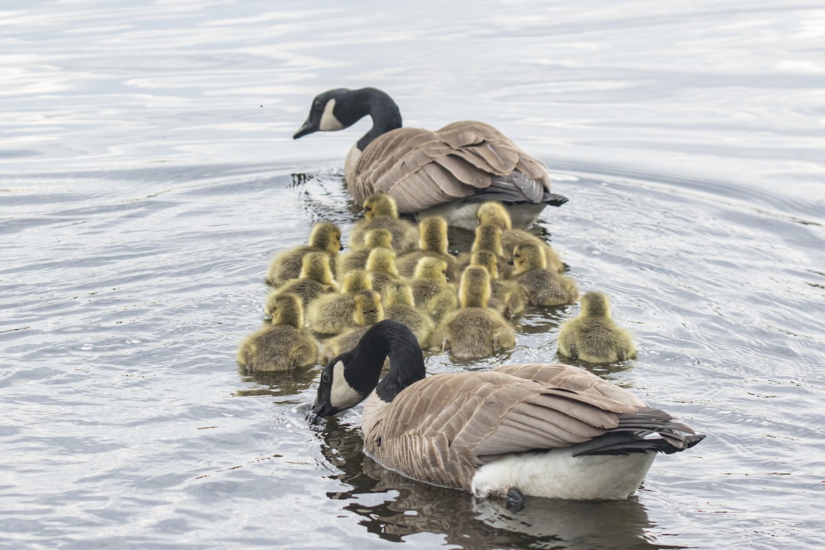 Canada Goose - Peter Gadd