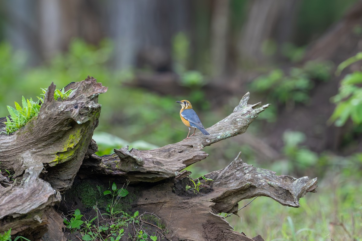 Orange-headed Thrush - ML620449107