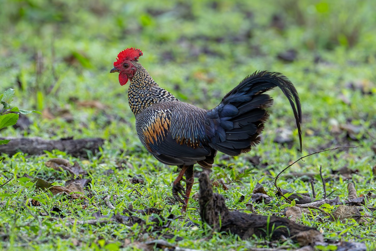 Gray Junglefowl - ML620449112