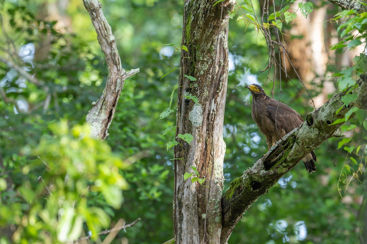 Crested Serpent-Eagle - Aditya Rao