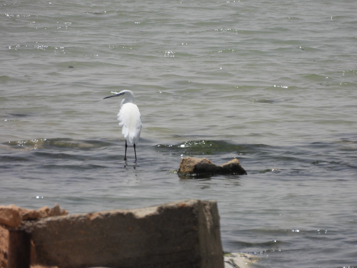 Little Egret - ML620449119