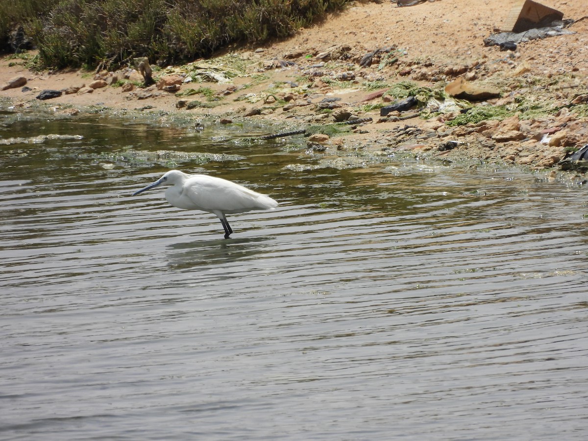 Little Egret - ML620449120