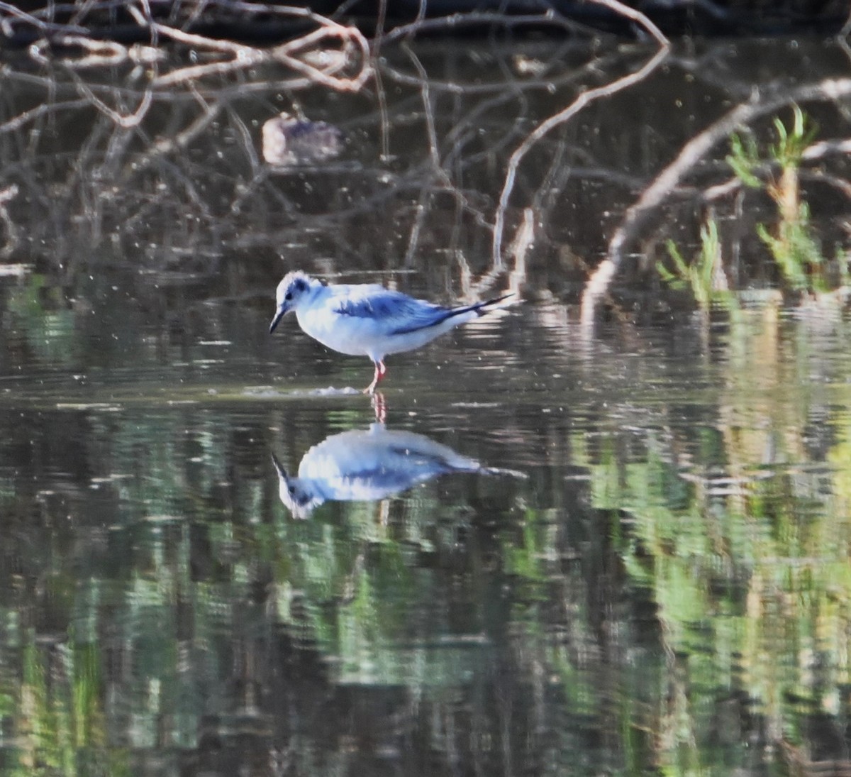 Mouette de Bonaparte - ML620449127