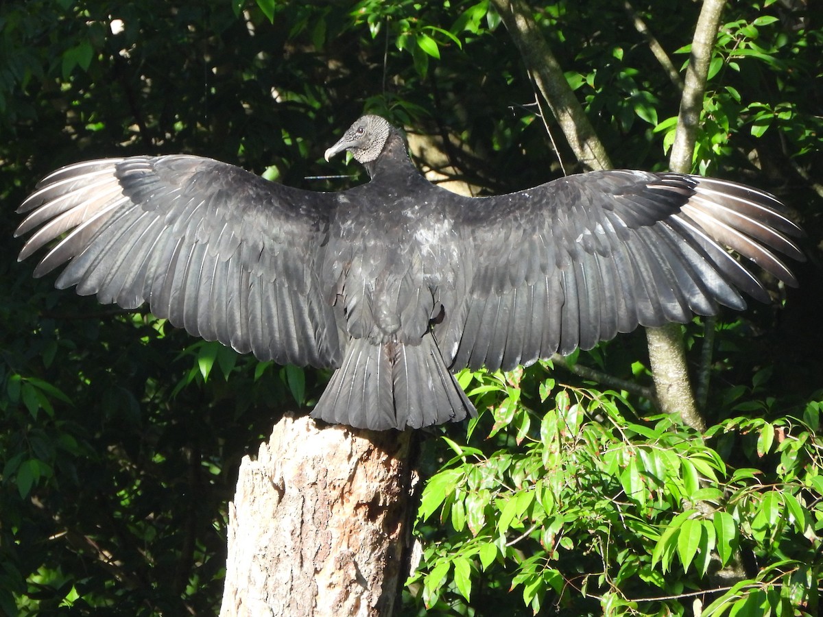 Black Vulture - ML620449130