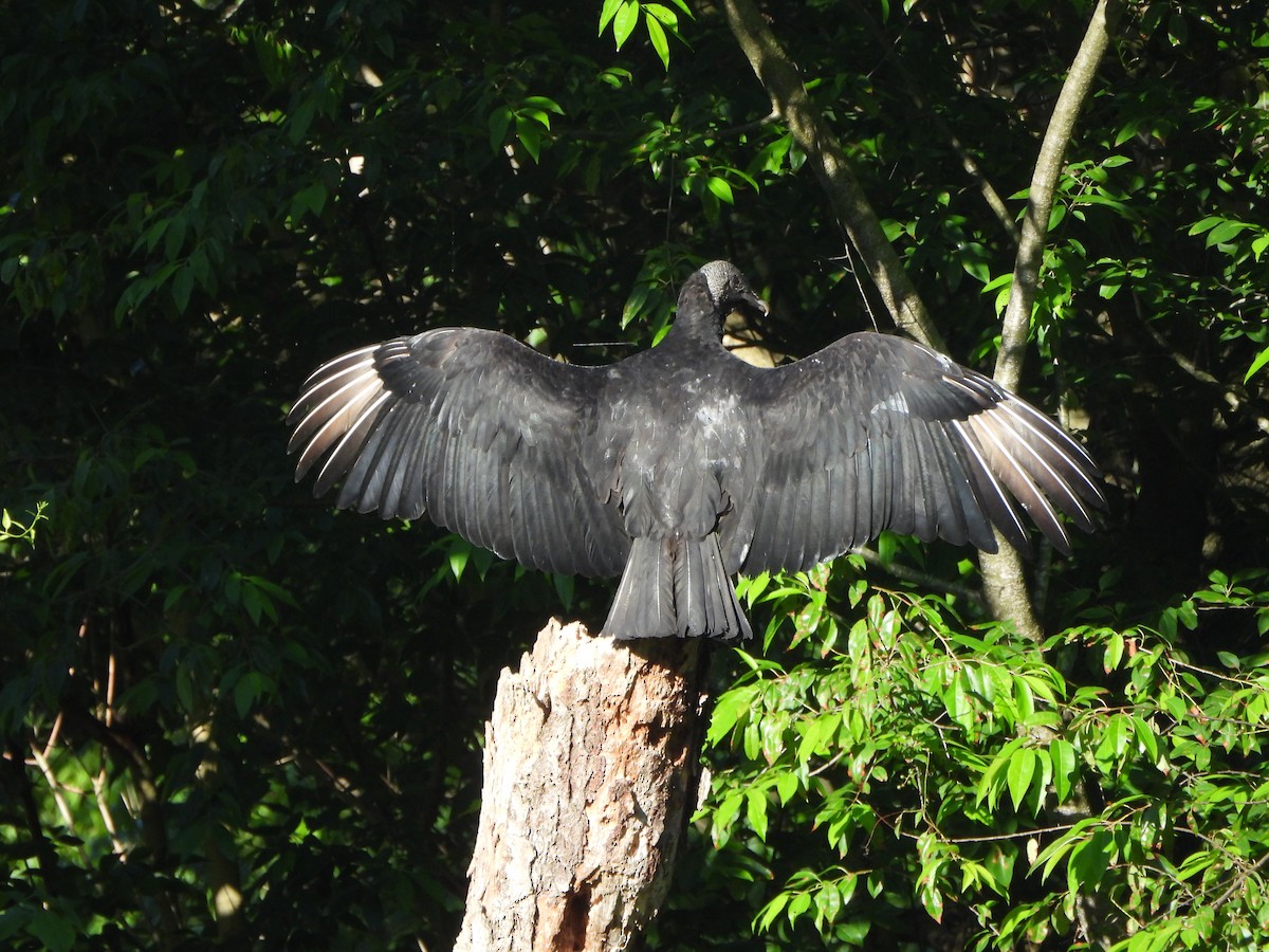 Black Vulture - ML620449131