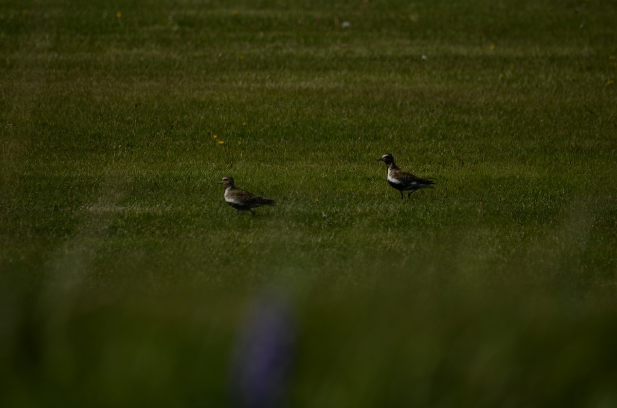 European Golden-Plover - ML620449133