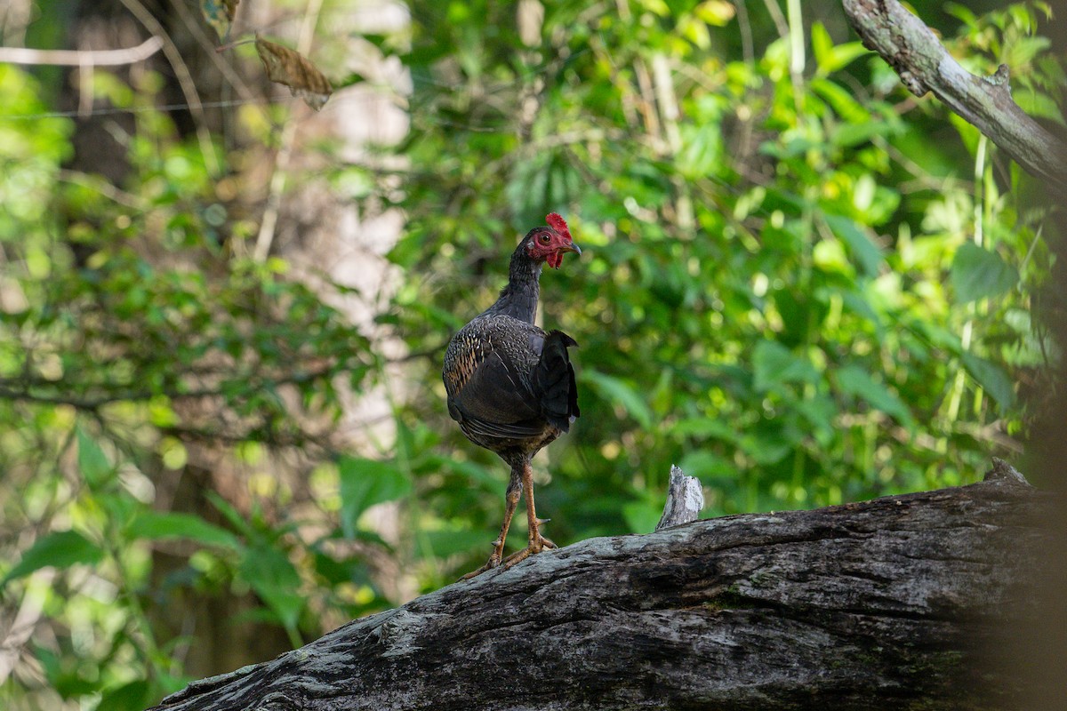 Gray Junglefowl - ML620449134