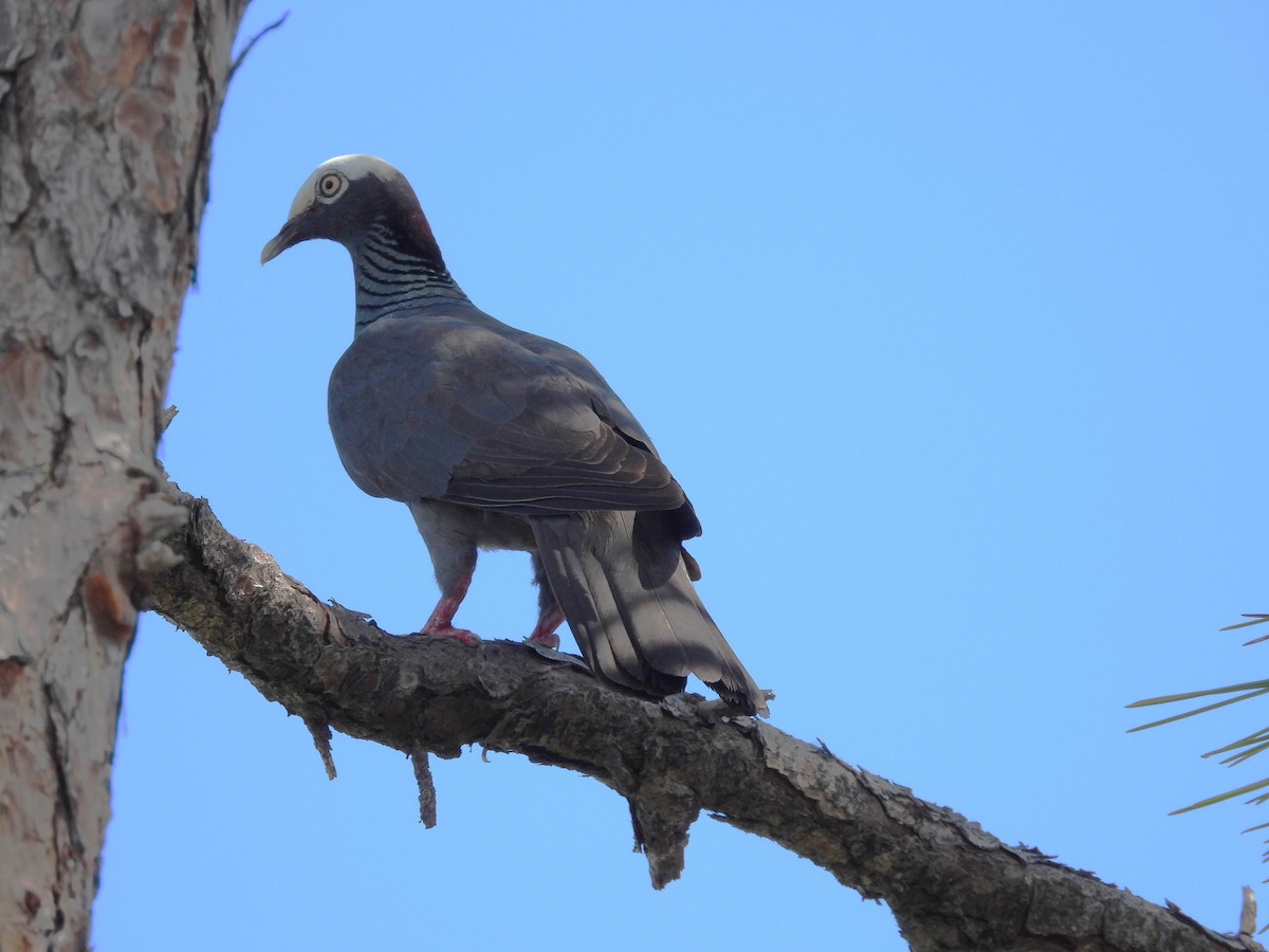 White-crowned Pigeon - ML620449135