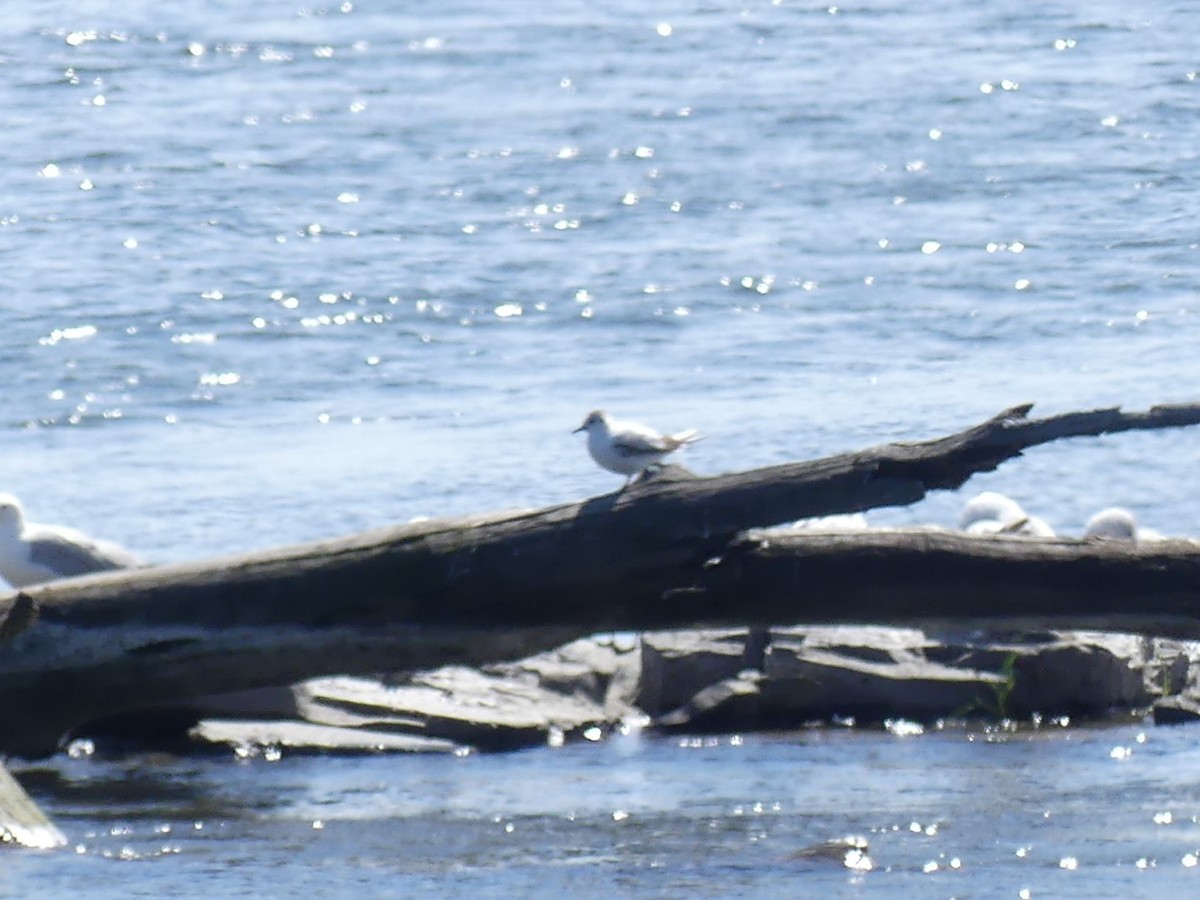 Little Gull - ML620449138