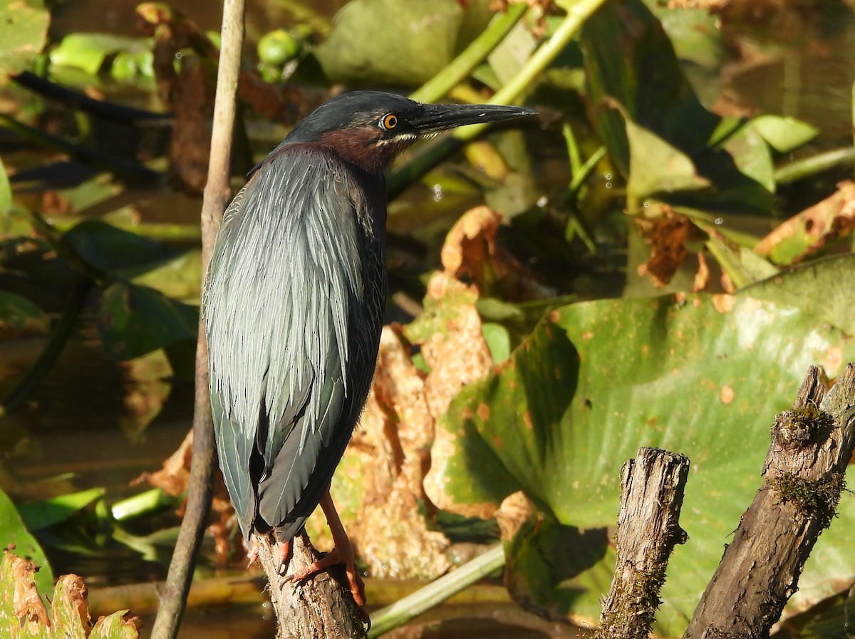 Green Heron - ML620449140