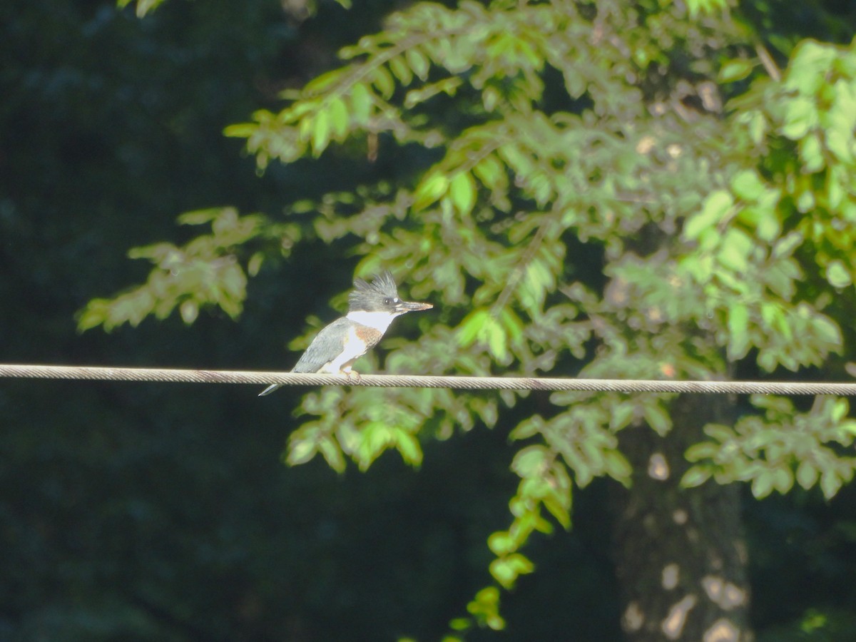 Belted Kingfisher - ML620449144