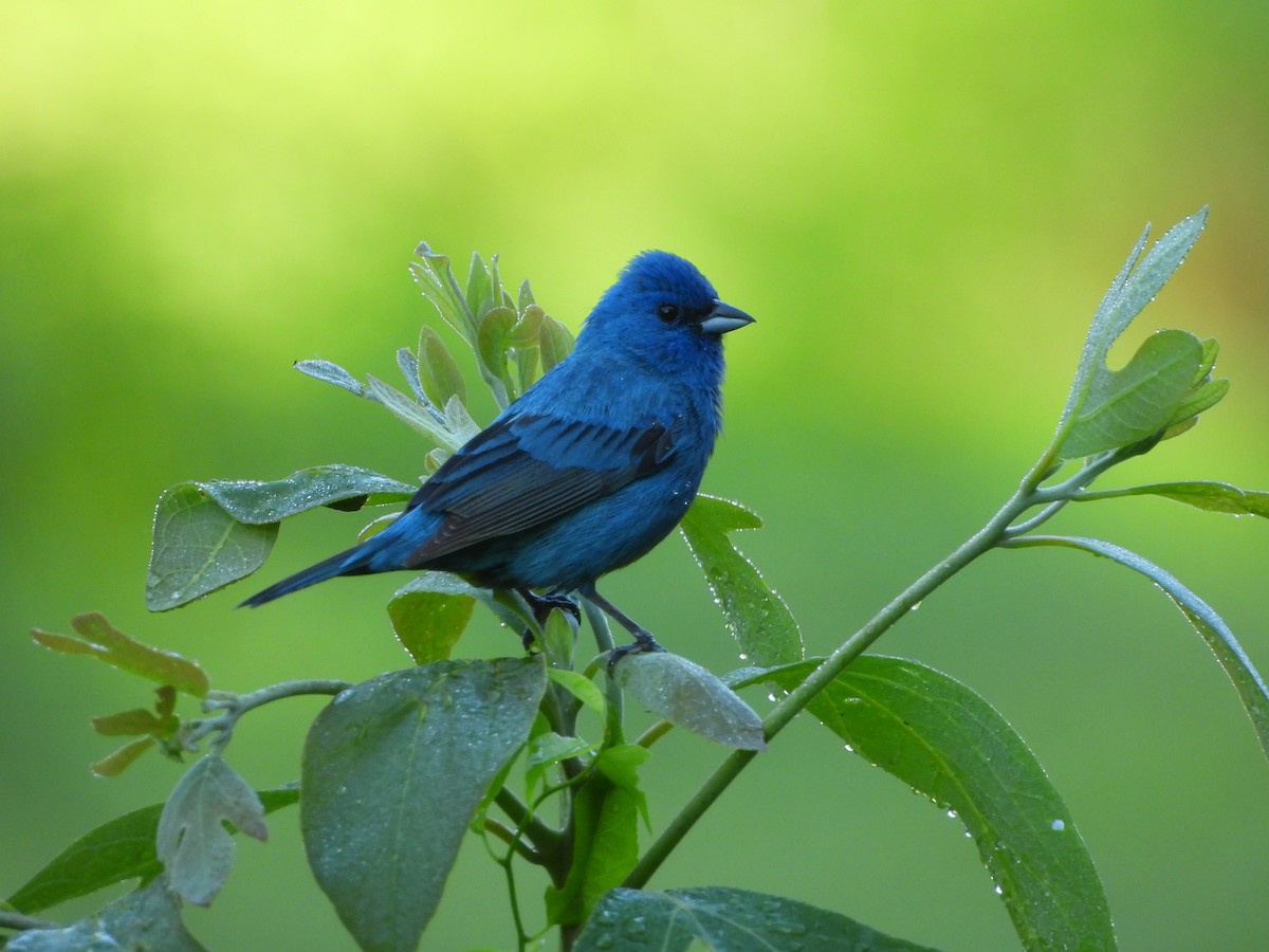 Passerin indigo - ML620449153