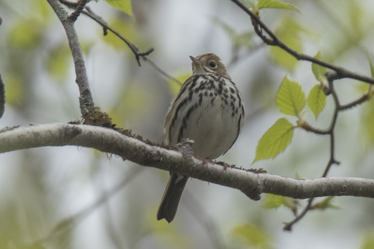 Ovenbird - ML620449158