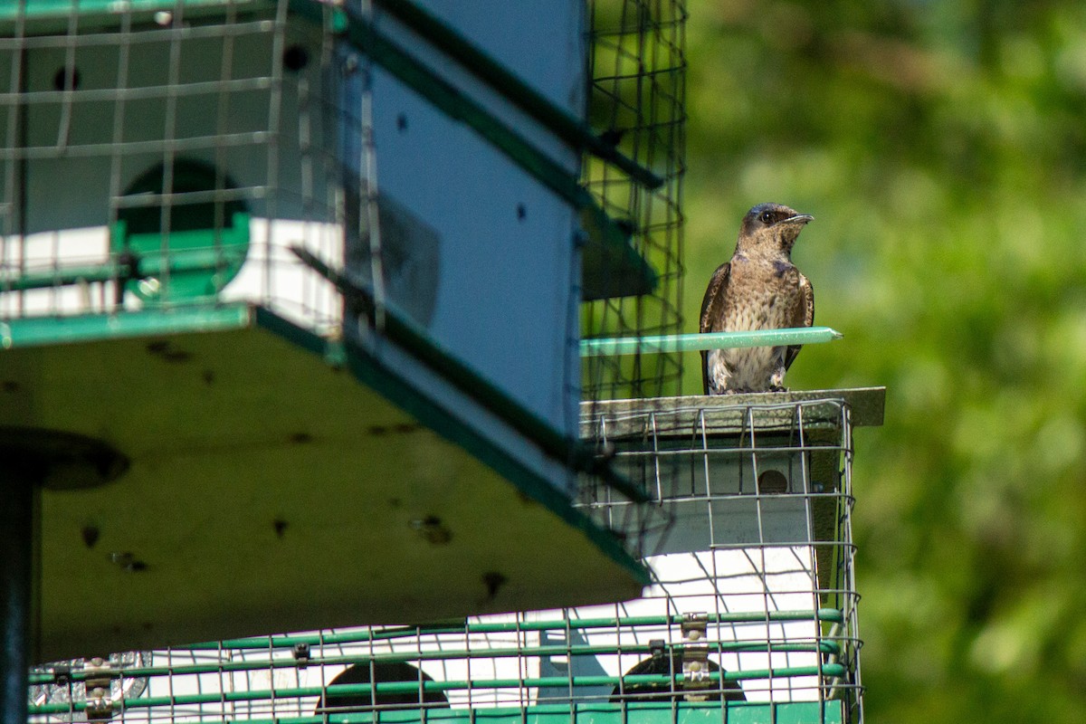 Purple Martin - ML620449164