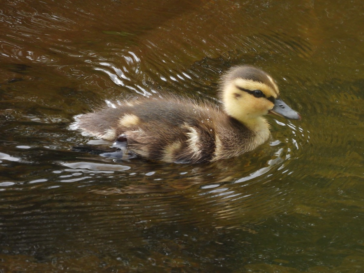 Canard colvert - ML620449165