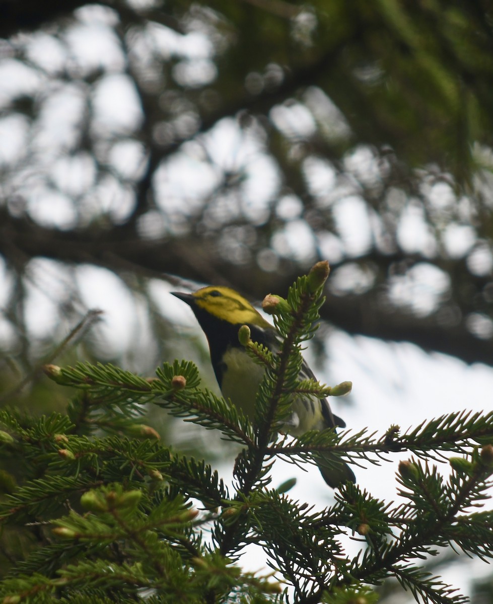 Black-throated Green Warbler - ML620449166