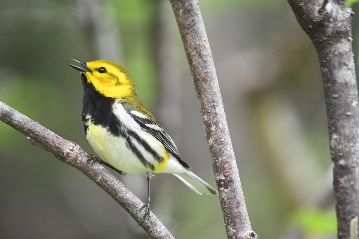 Black-throated Green Warbler - ML620449171