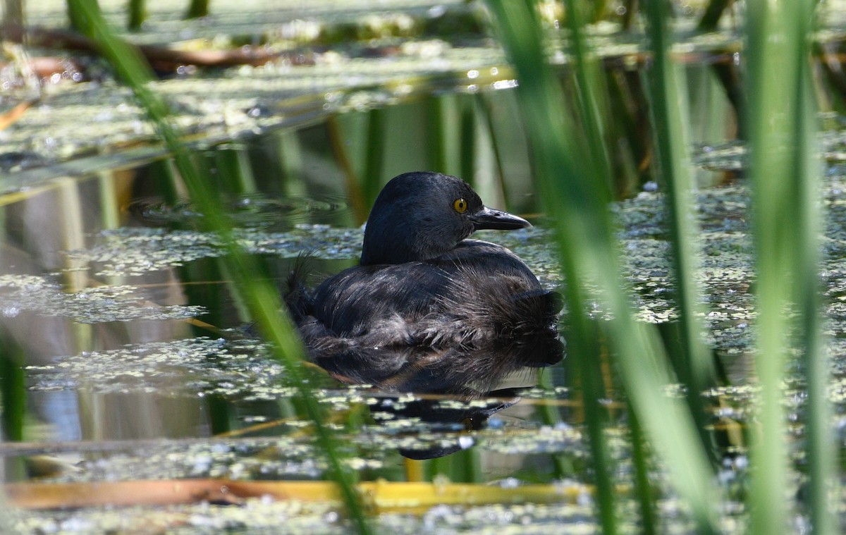 Least Grebe - ML620449176