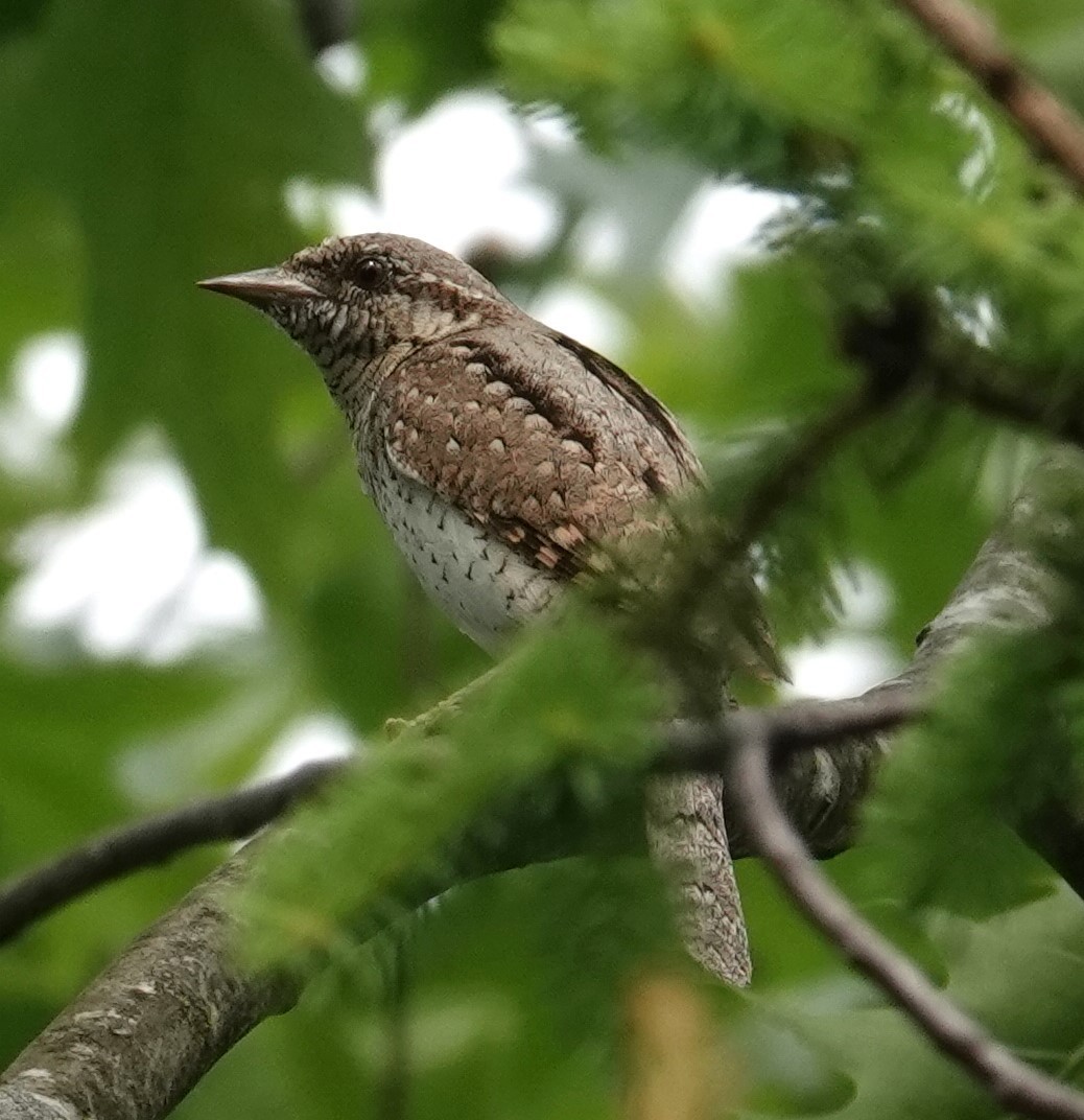 Eurasian Wryneck - Mark Robbins