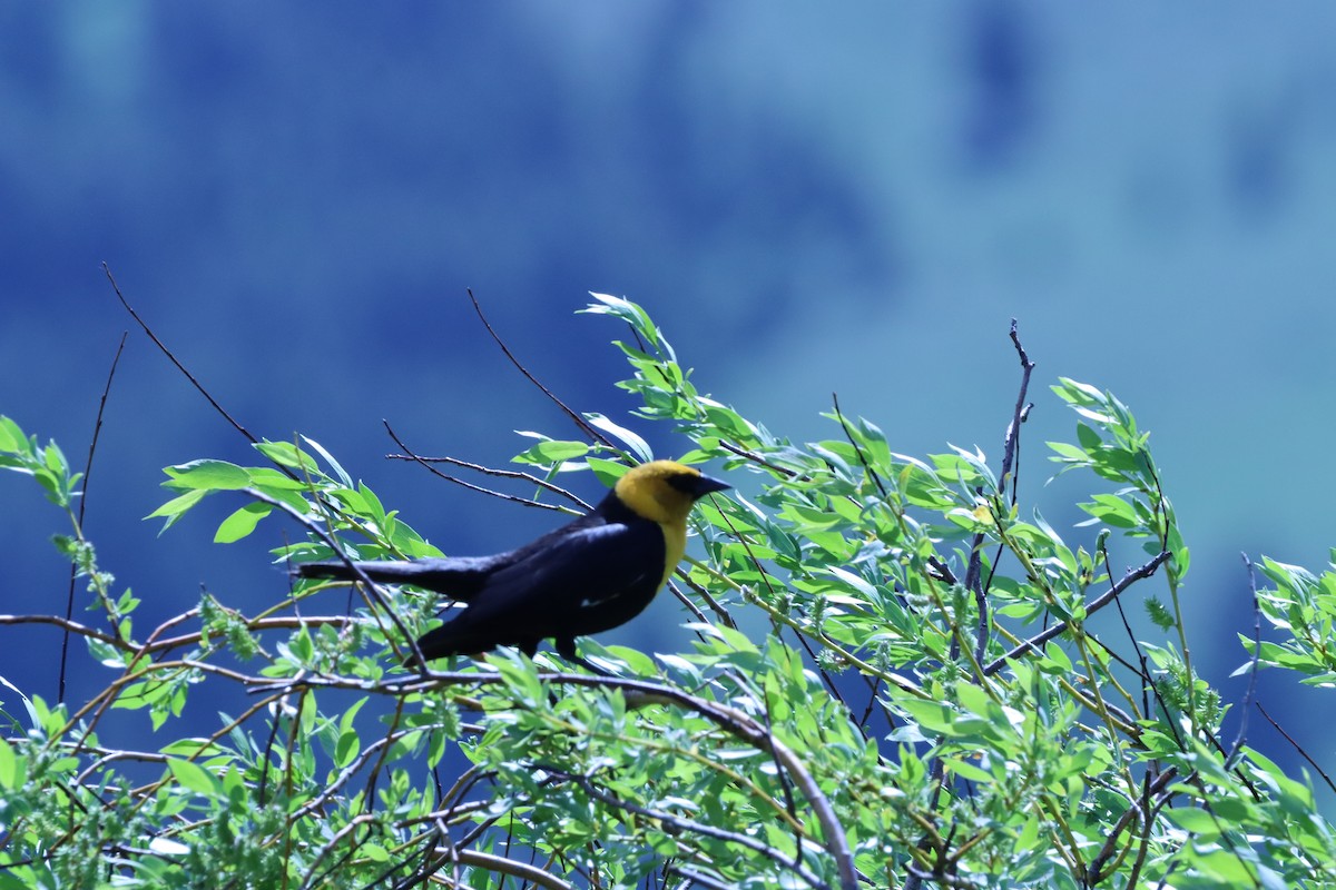 Yellow-headed Blackbird - ML620449196