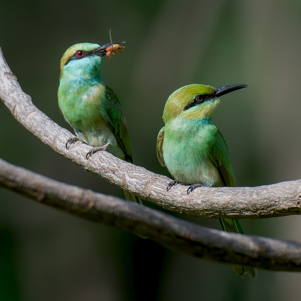 Asian Green Bee-eater - ML620449202