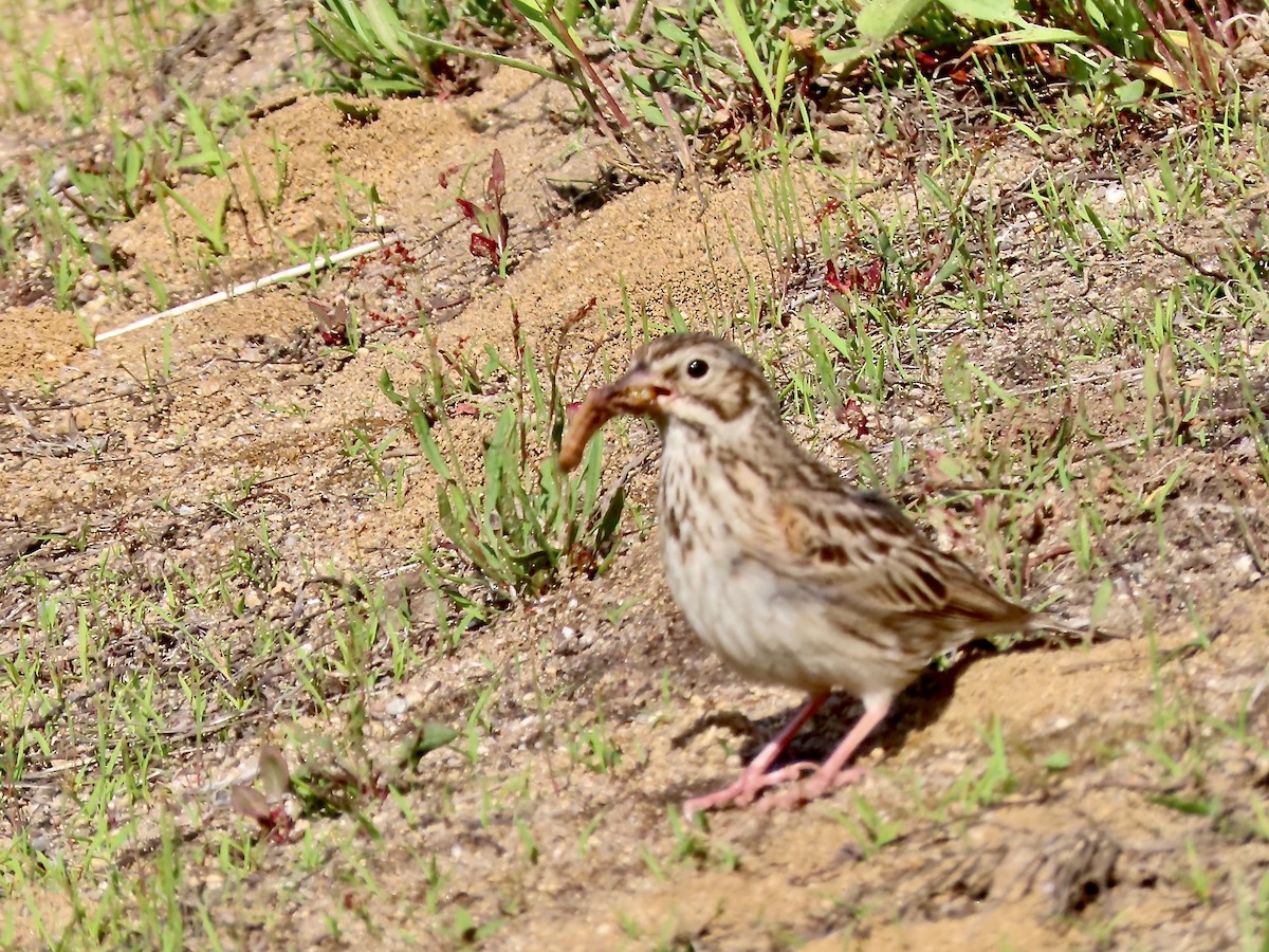 Vesper Sparrow - Marjorie Watson