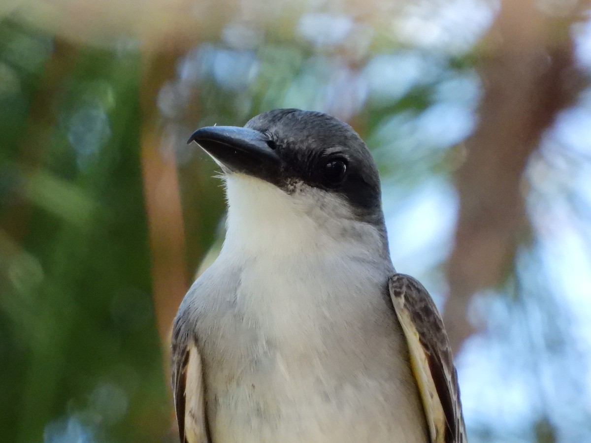 Gray Kingbird - ML620449224