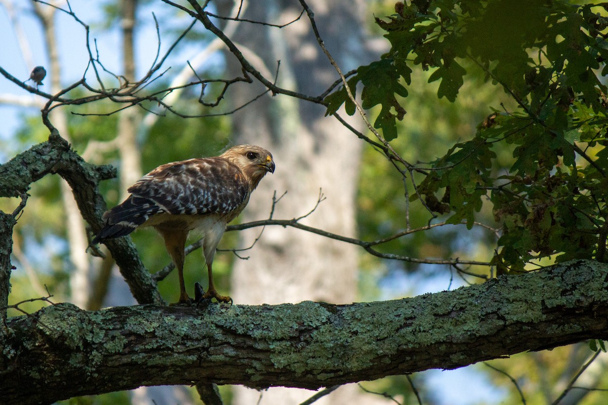 Red-shouldered Hawk - ML620449226