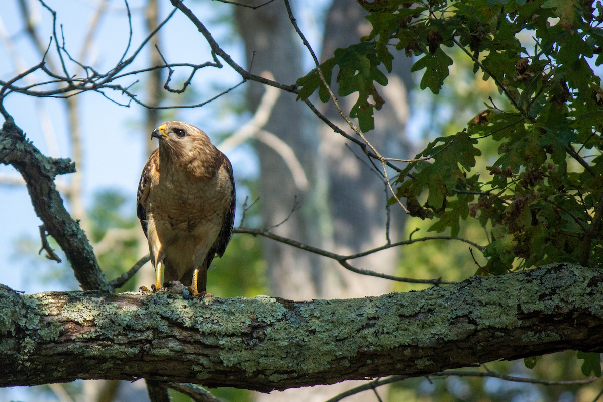 Red-shouldered Hawk - ML620449227