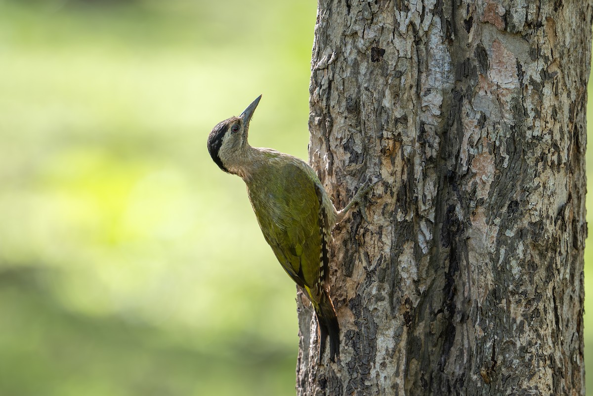 Streak-throated Woodpecker - Aditya Rao