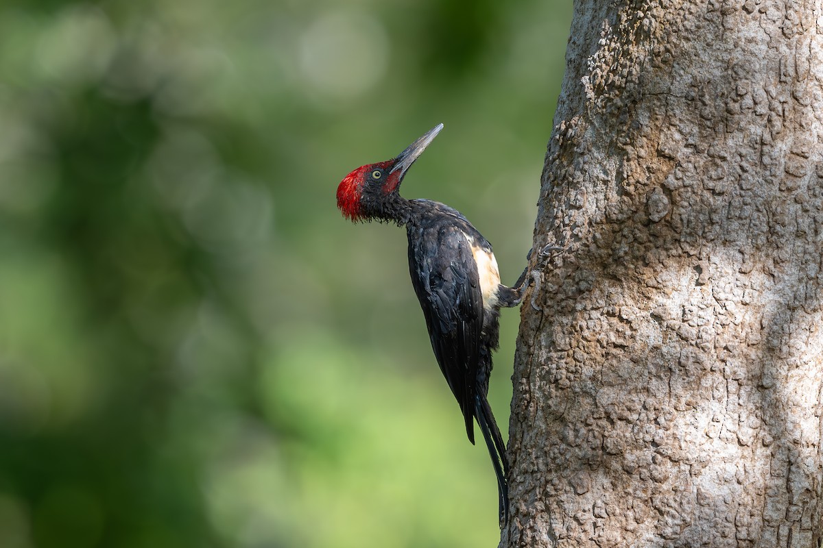 White-bellied Woodpecker - ML620449246