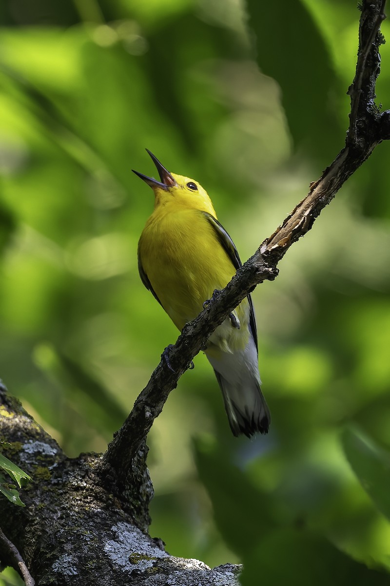 Prothonotary Warbler - ML620449250