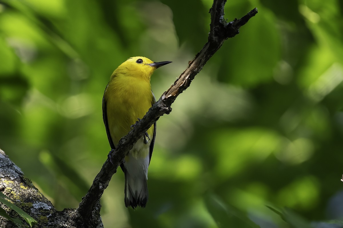 Prothonotary Warbler - ML620449251